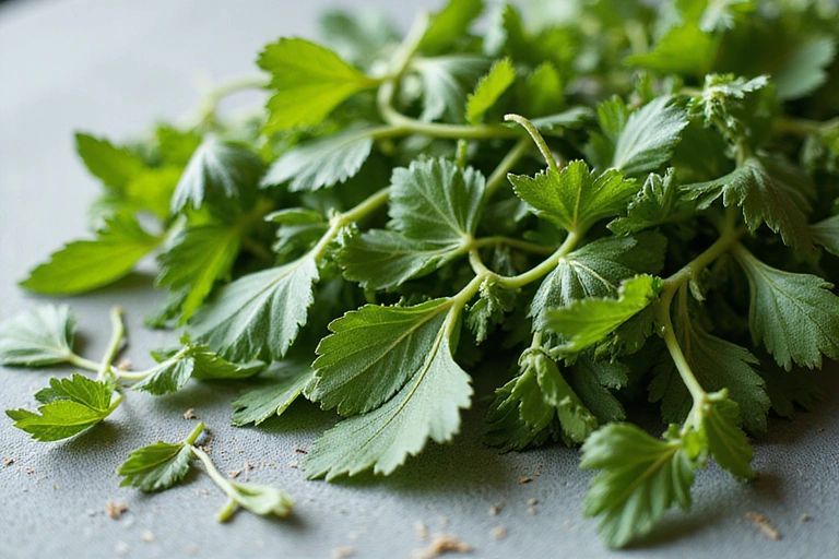 Close-up of vibrant, fresh organic herbs and botanicals, symbolizing careful ingredient selection.