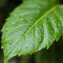 Green leaf with water droplets
